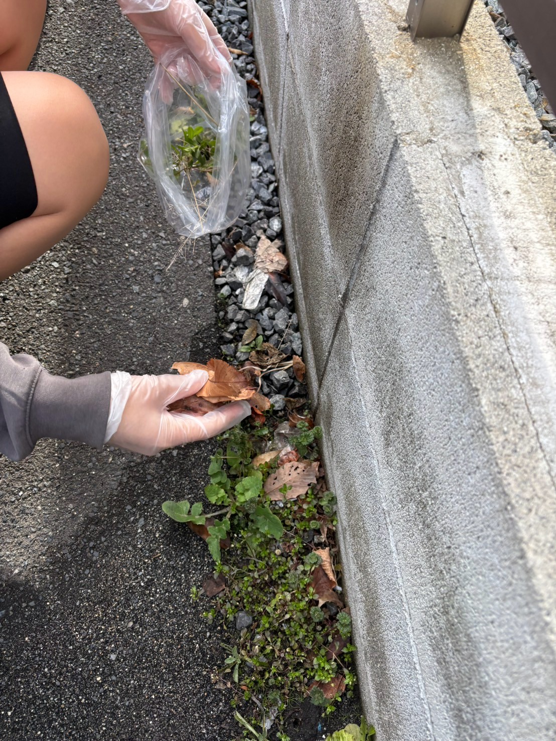 みんなで草抜きを行いました🌱